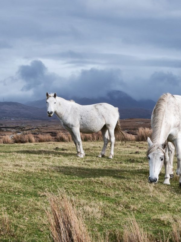 wild ponies in a Connemara field in western Ireland