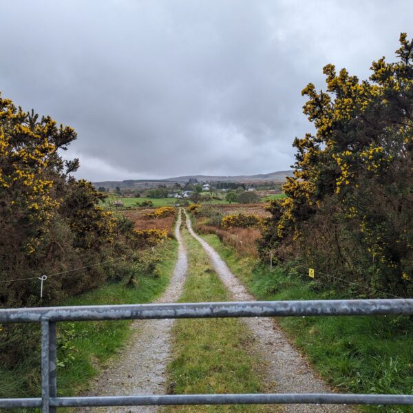 car free road in Ireland with metal fence and gorse