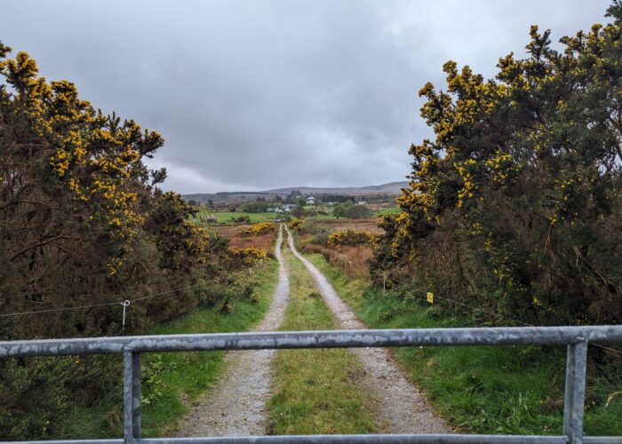 car free road in Ireland with metal fence and gorse