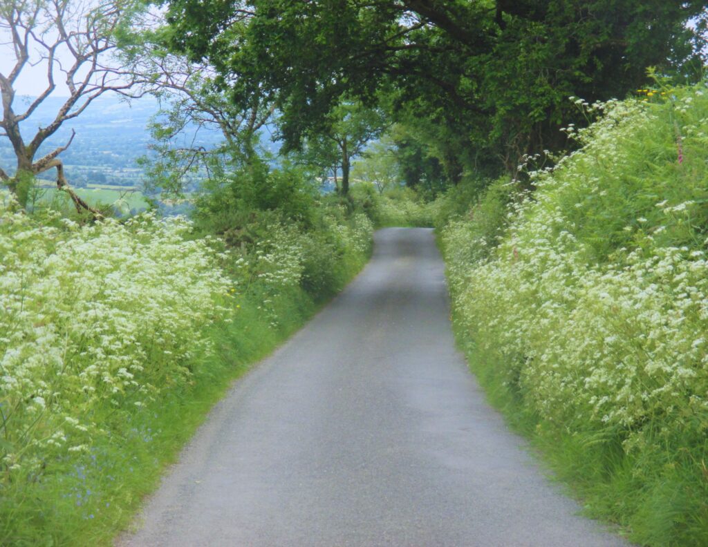 white wildflowers on South Leinster path in Ireland